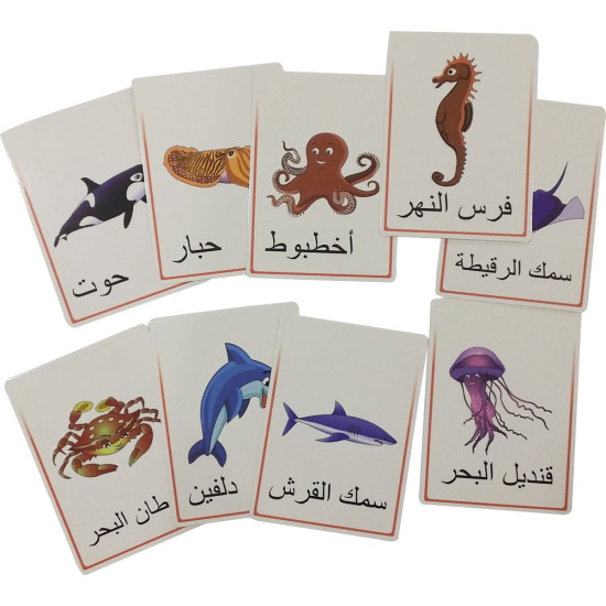كروت تعليمية - الاحياء البحرية كروت تعليمية - الاحياء البحرية